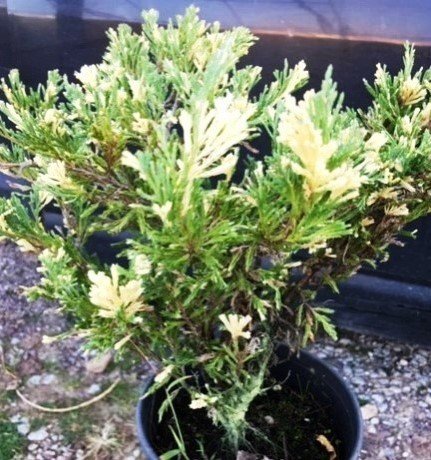 Alacalı Ardıç Fidanı (juniperus Chinensis Expansa) Bonsai Uygun +-70-100 Cm