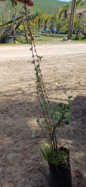 Potentilla Fruticosa-Beşparmak Çalısı 100 cm