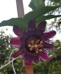 Passiflora Marijke Fidanı-Kırmızı Çiçekli