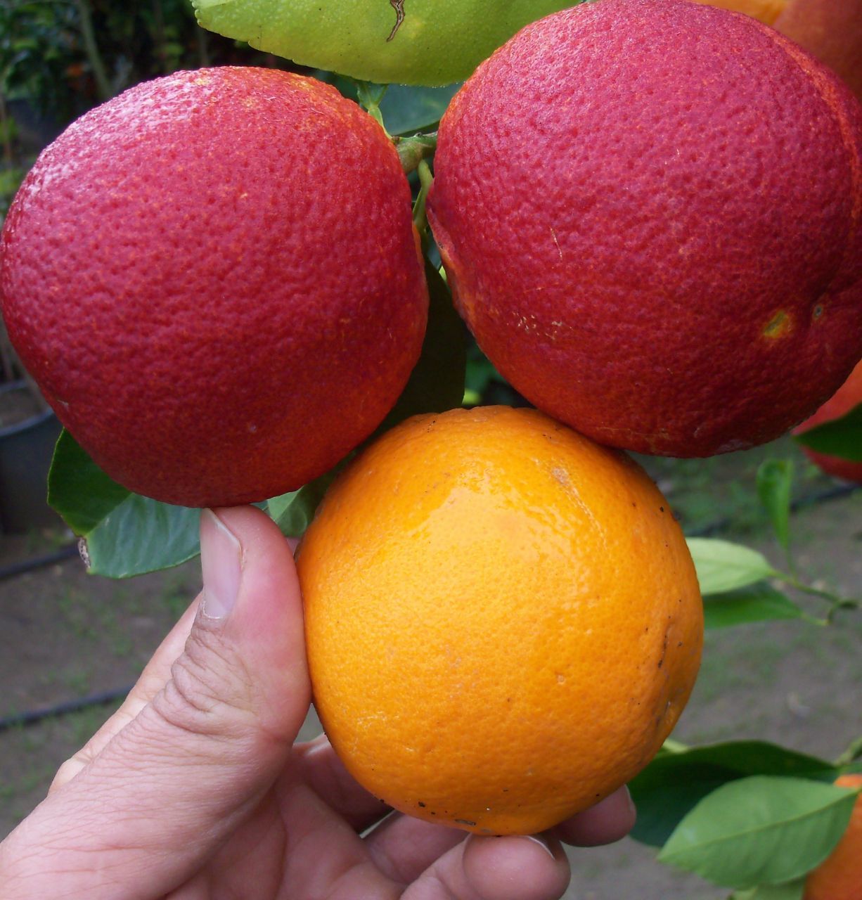 Kan Portakalı Fidanı 120-150 cm
