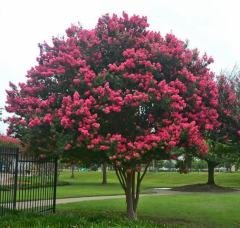 Oya Ağacı (Lagerstromia indica) 250-300 cm-Gövde Çevresi 10-12 cm