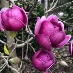 Magnolia Black Tulip-İthal Boy 40-50 cm