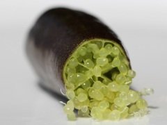 Finger Lime Collette  Anaç Bitki-Sadece ve Sadece Botanik Market Seralarında