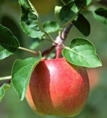 Demir Elması Fidanı 130-180 cm