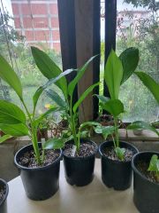 Curcuma zedoaria Pembe Wonder-Pembe Çiçekli Zerdaçal-Canlı Bitki