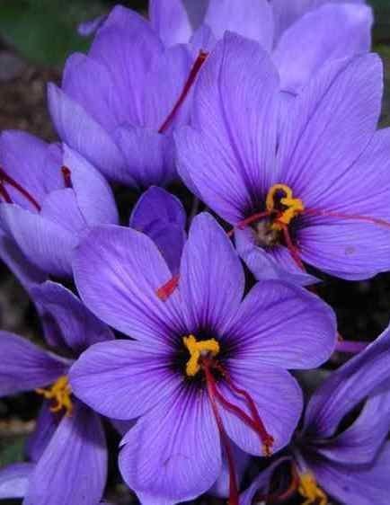 Crocus sativus Bulbs Safran Fidanı