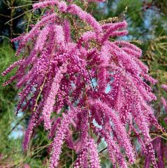 Tamarix Gallica Pembe Çiçekli Ilgın Ağacı 200 cm