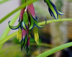Billbergia Nutans-Efe Püsküllü-Kraliçenin Gözyaşları