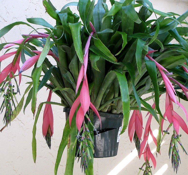 Billbergia Nutans-Efe Püsküllü-Kraliçenin Gözyaşları