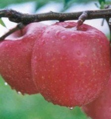 Elma (Fuji kuki) Fidanı 150-200 cm-Tüplü