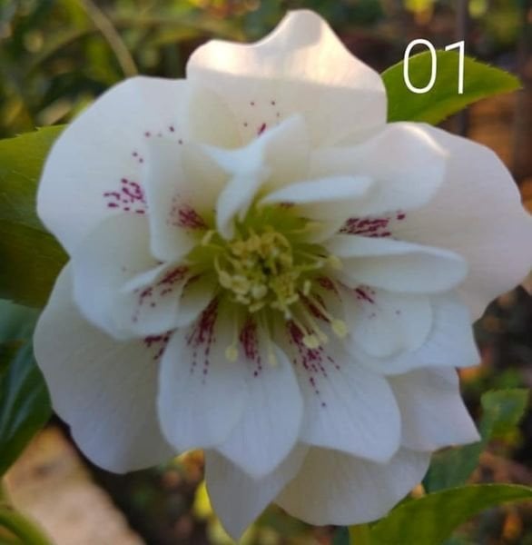 Helleborus Oriantalilis Beyaz Katlı Çilli Noel Gülü Fidanı 10 cm