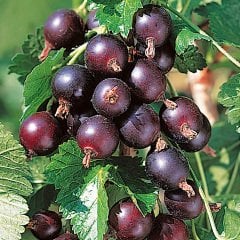 Ribes Jostaberry ( Josta Üzümü) Fidanı