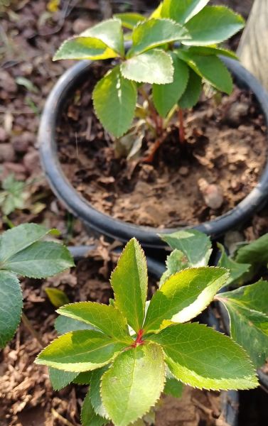 Helleborus Orientalis Purple Katlı-Noel Gülü