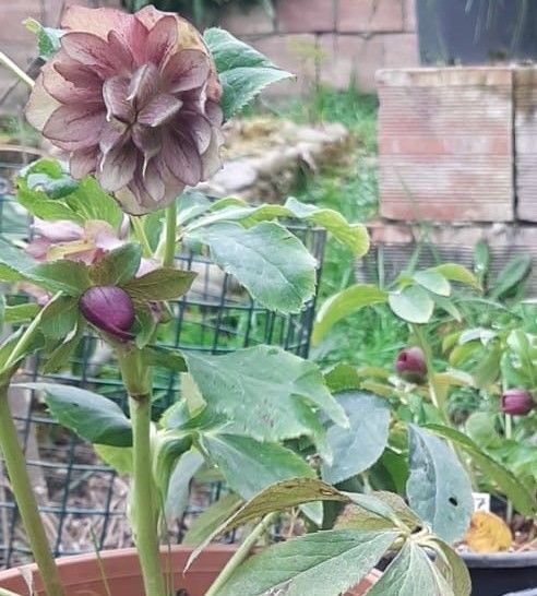 Helleborus Orientalis Double Pink-Katlı Noel Gülü