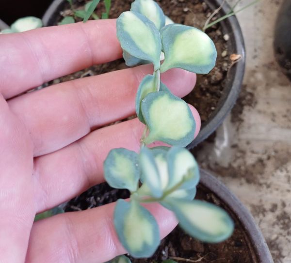 Sedum Sıeboldıı Medıovarıegatum