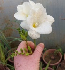 Freesia ( Frezya ) Beyaz Renk Üzeri Çiçekli
