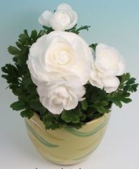 Düğün çiçeği Ranunculus Pratolino White- Saksıda