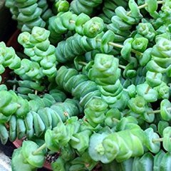 Crassula Marnieriana Kedi Merdiveni Sukulent-Askılı Saksıda