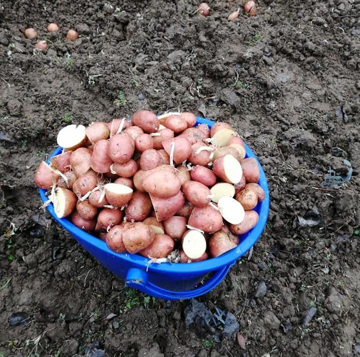 Tatlı Patates Fidesi Turuncu Erato Orange Sweet Potato 2 Adet