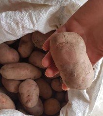 Tatlı Patates Fidesi Turuncu Erato Orange Sweet Potato 2 Adet