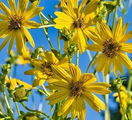 Yer Elması Helianthus Tuberosus Fidanı