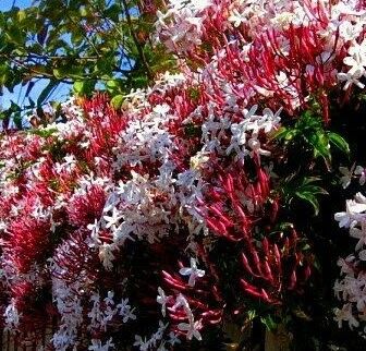 Jasminum Polyanthum- Pembe Tomurcuklu Kış Yasemini 40-60 cm