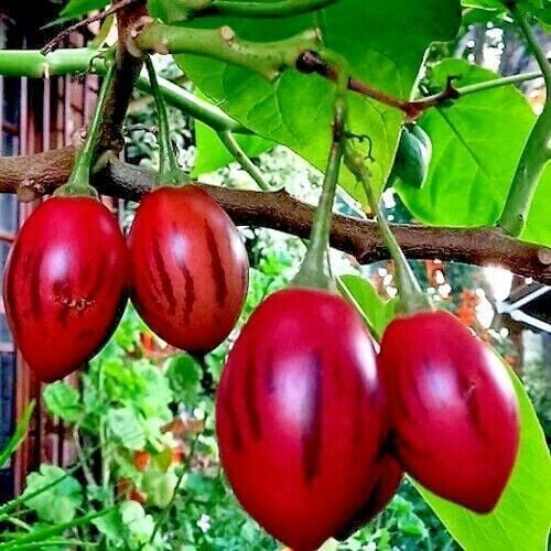 Tamarillo (Solanum Betaceum) (Ağaç Domatesi) Fidanı 20 cm