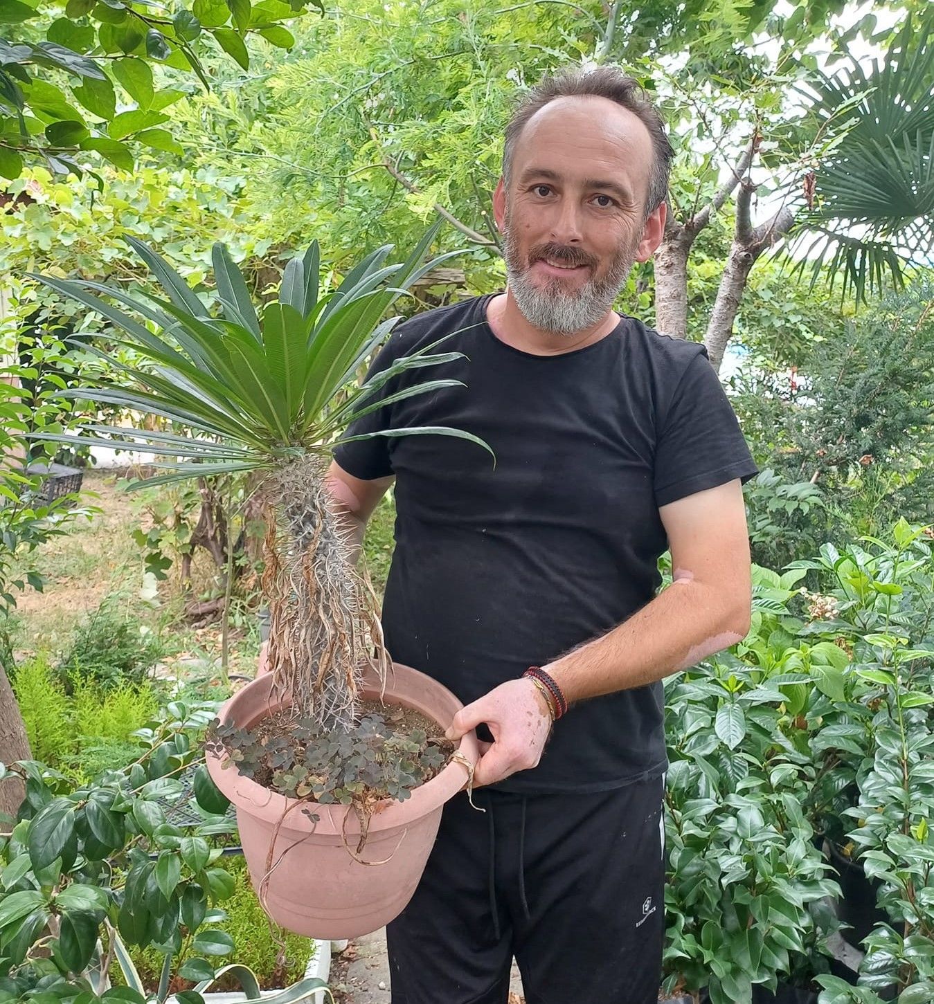 Madagaskar palmiyesi (Pachypodium Lamerei) 100 cm Özel Bitki