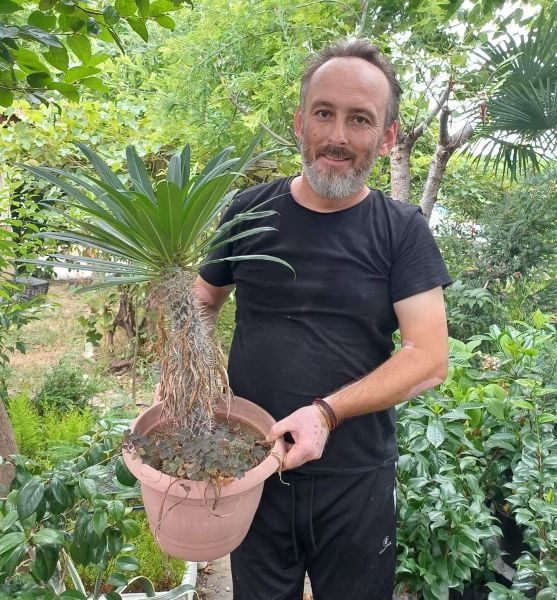 Madagaskar palmiyesi (Pachypodium Lamerei) 100 cm Özel Bitki