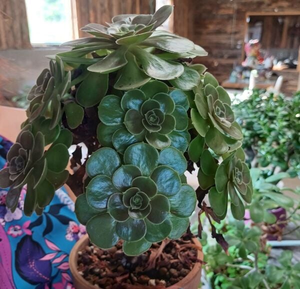 Anaç Bitki Aeonium 'Cyclops' (Dev Aeonium) Sukulent