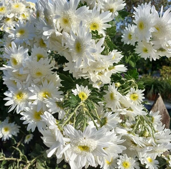 Koca Kafa Sırık Boy Bol Çiçekli Kasımpatı Fidanı Beyaz Renk