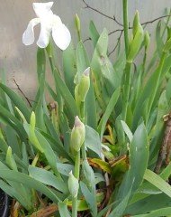 Iris germanica Immortality-Saksılı