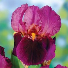 Ambassadeur iris çiçek Soğanı Süsen Germanica