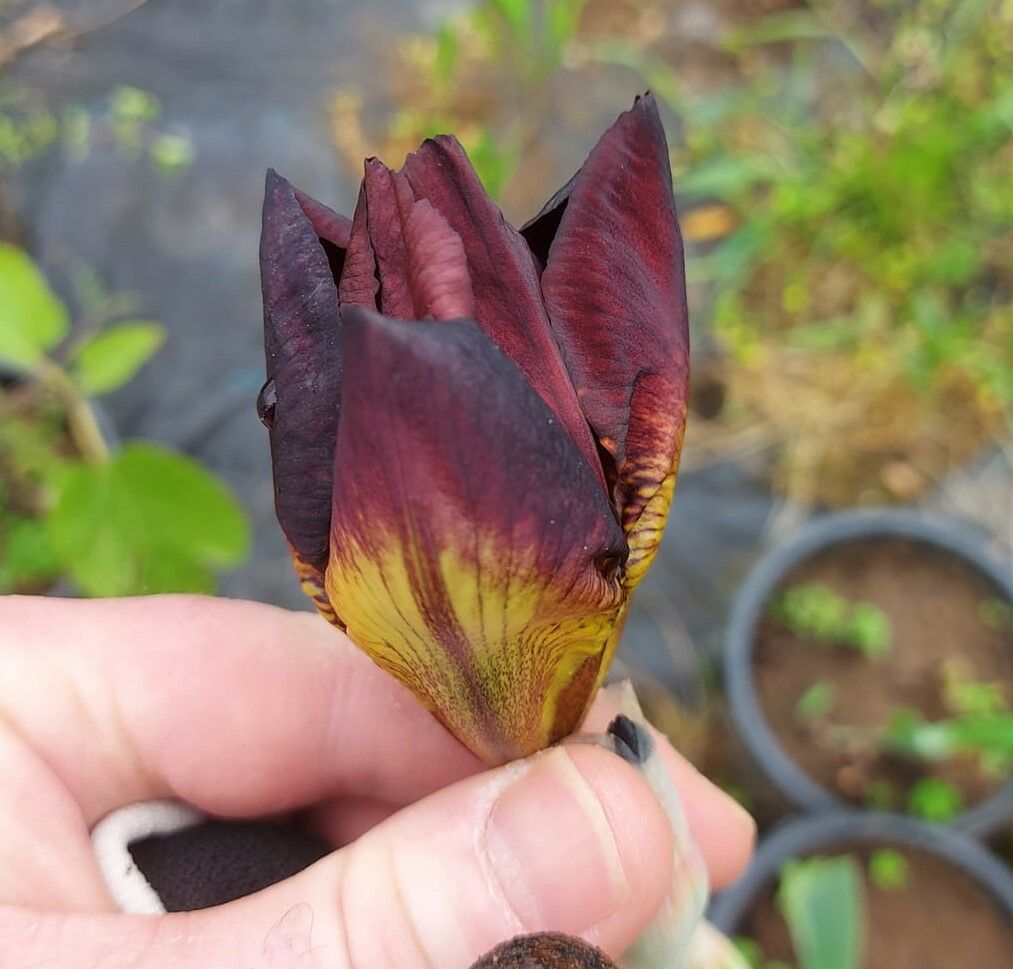 Sultan's Palace iris süsen Çiçeği Soğanı İris Germanica-Canlı Bitki