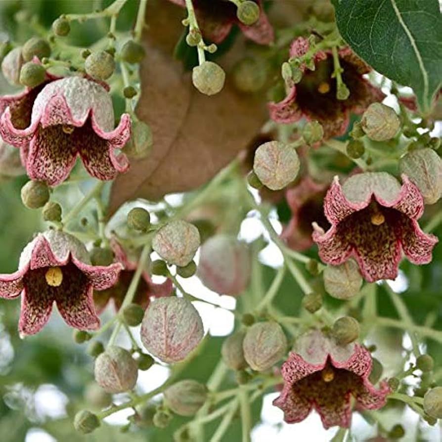 Brachychiton Populneus Şişe Ağacı Japon Kavağı Fidanı 150 cm-5 Yaş