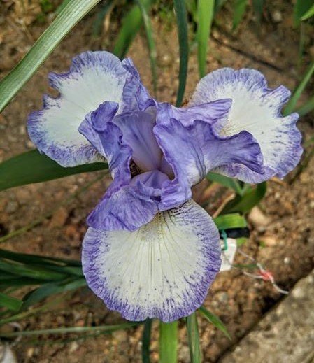 Blue Staccato İris Süsen Çiçeği