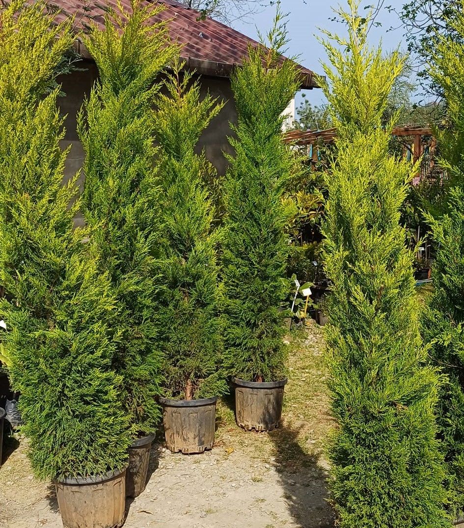 Limoni Servi Cupressus 200-220 cm