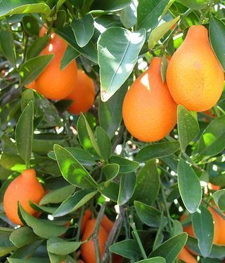 Mandarinquat Fidanı 100-120 cm (Üzeri Meyveli)