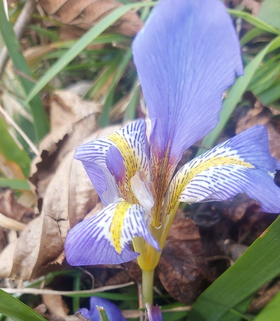 Shakers Prayer Süsen iris Siberian-Saksıda Canlı Bitki