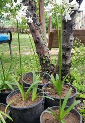 Afrika Zambağı (Agapanthus) Saksılı-Beyaz Çiçekli