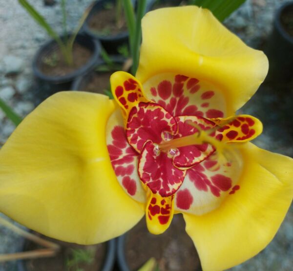 Tigridia İthal Tiger Flower