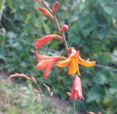 Montbretia  Crocosmia-Şeytan Çatlatan Fidanı