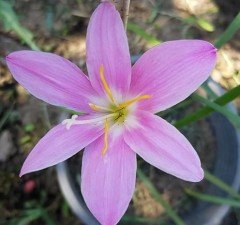 Pembe Zıpçıktı- Zephyranthes Robusta Rosea-Canlı Bitki