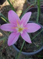 Pembe Zıpçıktı- Zephyranthes Robusta Rosea-Canlı Bitki