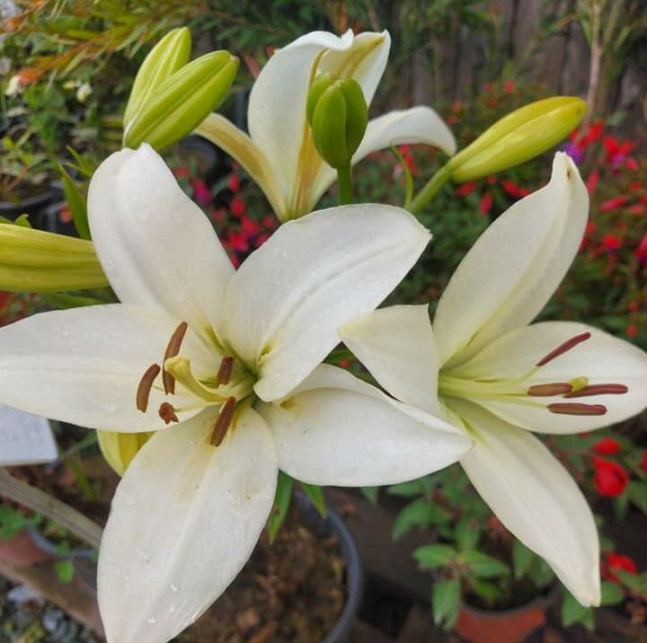 Beyaz Çiçekli Lilyum-Zambak Fidanı