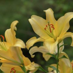 Lilyum-Zambak Fidanı Vong Sarı Kokulu-Canlı Bitki