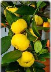 Citrus limetta ´Pursha` - Sweet Lemon, Roman Lime Fidanı 150-170 cm (5 Yaş)