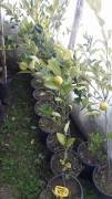 Citrus limetta ´Pursha` - Sweet Lemon, Roman Lime Fidanı 100-130 cm (3 Yaş)-Meyveli