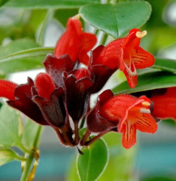 Ruj Çiçeği Aeschynanthus Radicans 20 cm