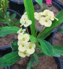 Euphorbia Milii - Sarı Çiçekli Dikenler Tacı Çiçeği-